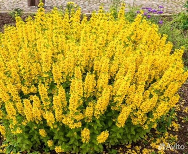 Неприхотливые цветущие многолетники