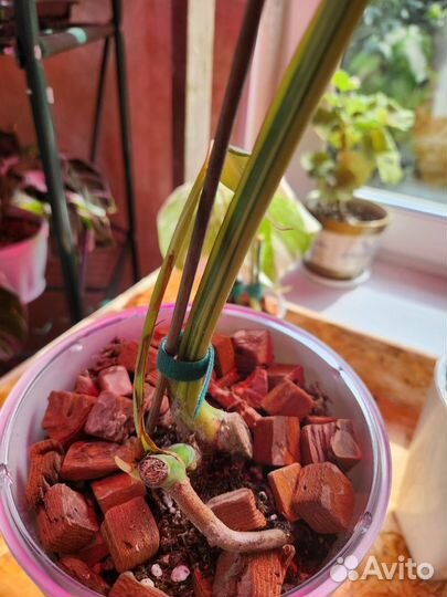 Монстера Yellow splash