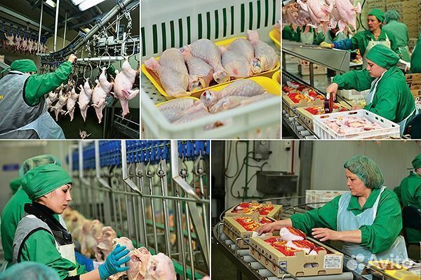 Упаковщица/Вахта/Птицефабрика/Магнитогорск