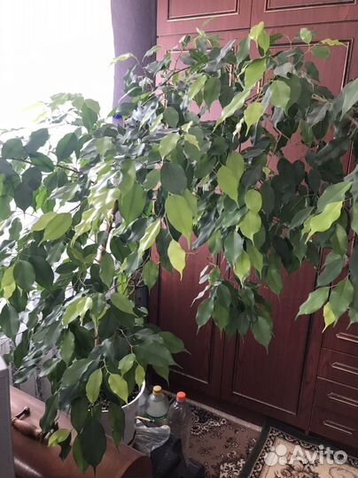 Фикус бенджамина большой