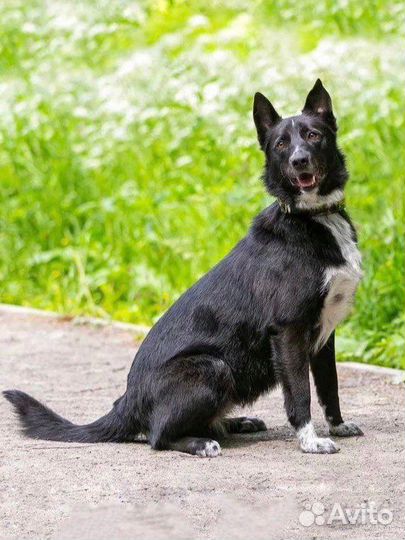 Собака метис овчарка в добрые руки