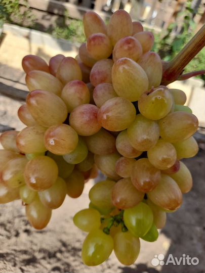 Черенки (чубуки ) винограда модные.и классика