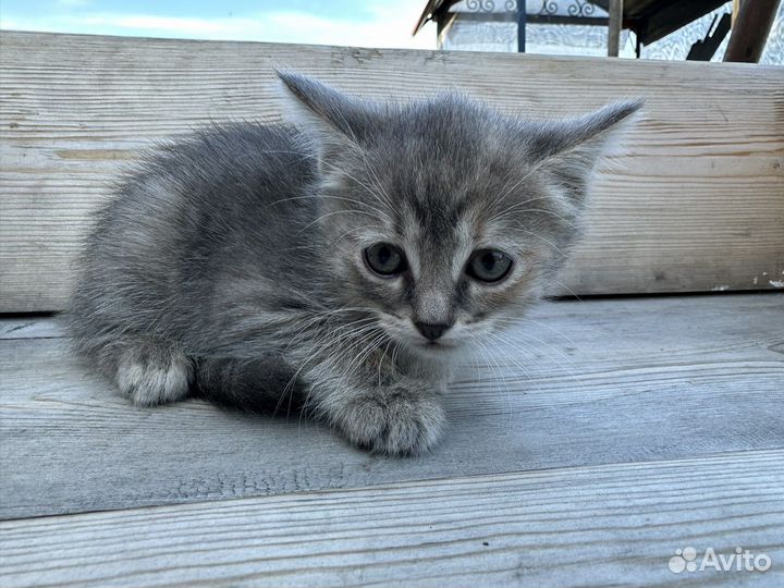 Котенок, девочка 1,5 месяца