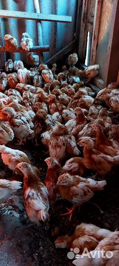 Цыплята несушки подрощенные