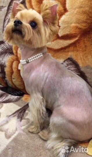 Грумер на дом