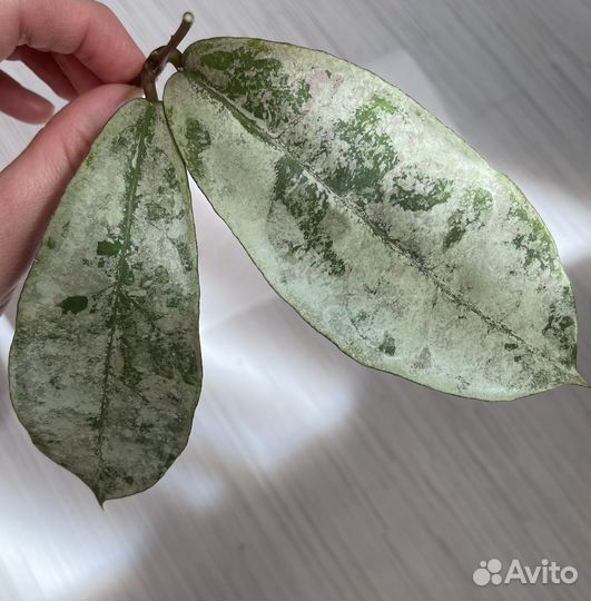 Хойя Mitrata silver (Buntok silver)