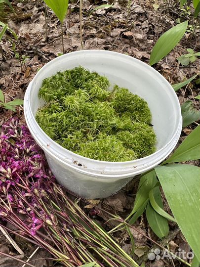 Мох сфагнум живой свежий
