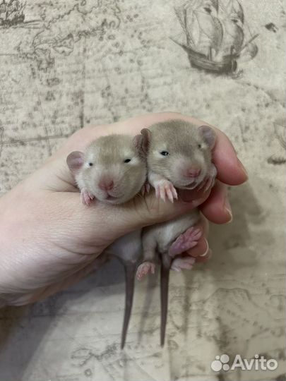 Крысята Дамбо Сиам и Шоколад