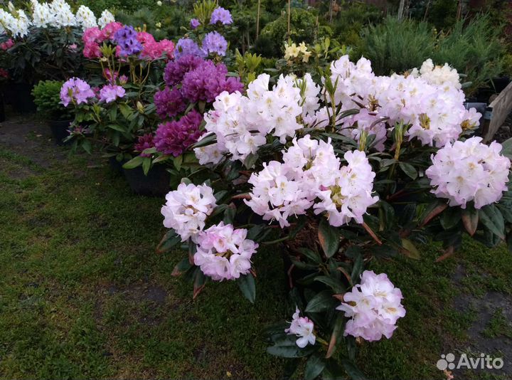 Рододендроны, азалии. Наличие и предзаказ 2023