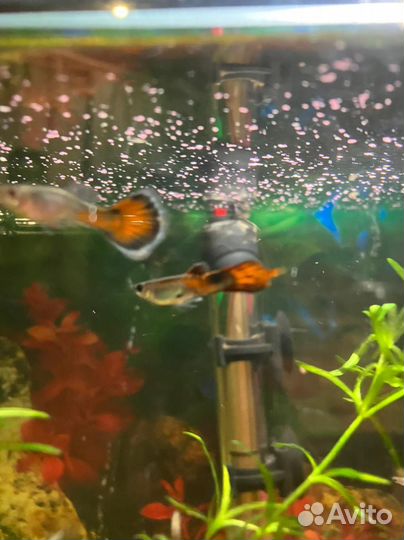 Аквариумные рыбки гуппи