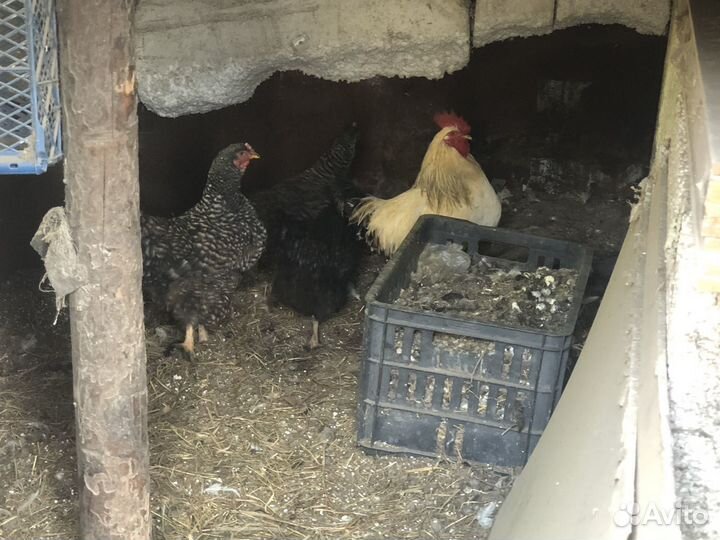 Куры и петух