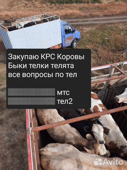 Коровы телки быки