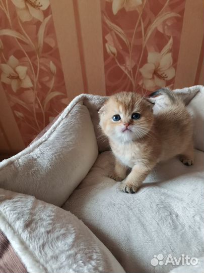 Шотландские котята