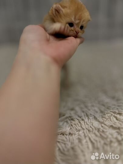 Персидские котята