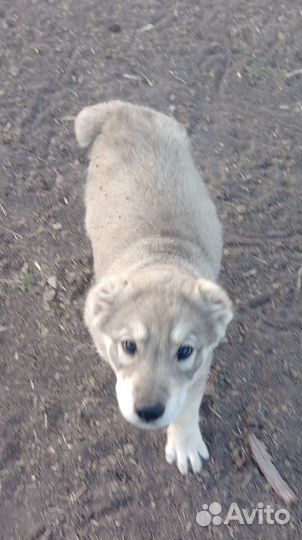 Щенки алабая