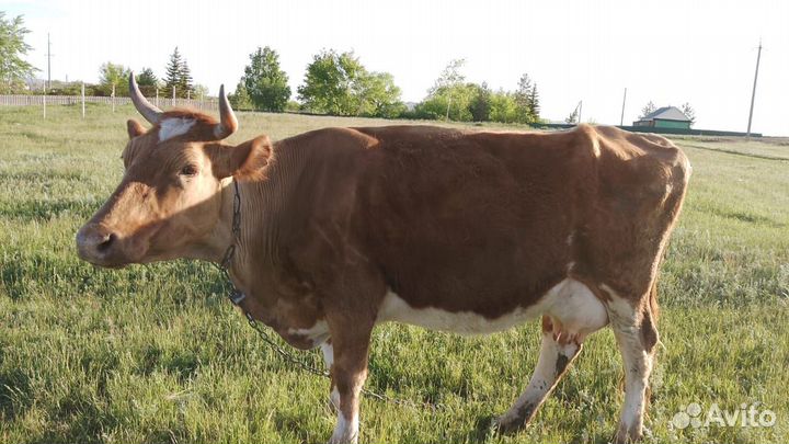 Корова дойная с теленком