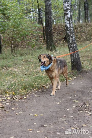 Собака из приюта