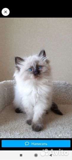 Ищу такого котёнка