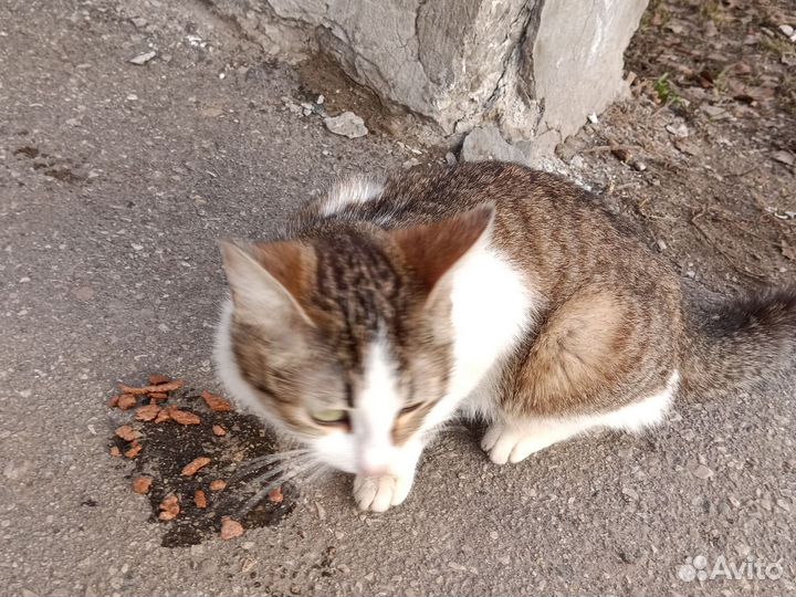 Нашли кошечку, ищем хозяев