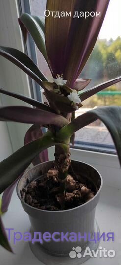 Комнатные растения от 100