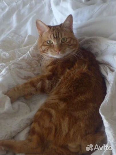 Вязка Курбоб