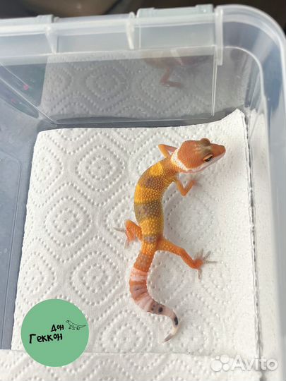 Эублефары малыши и стартовый набор в подарок