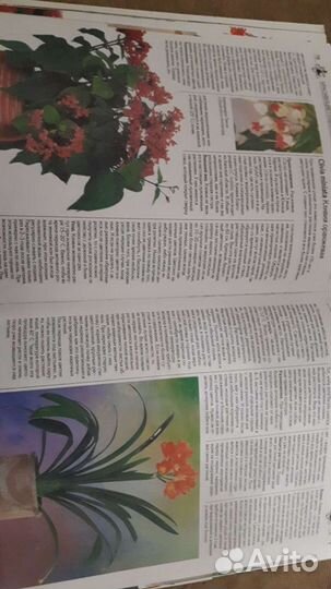 Книга 500 видов домашних растений