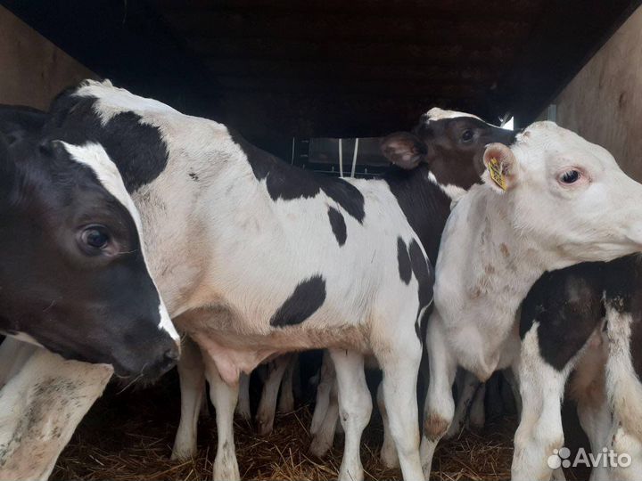 Телочки и бычки