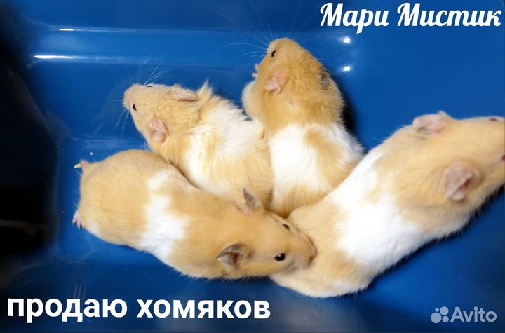 Сирийский хомяк ангорский атлас видео