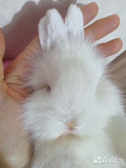 Кролик карликовый львиноголовый