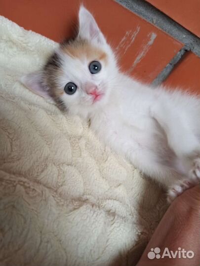Котёнок 2 месяца