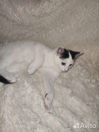 Котята в добрые руки бесплатно