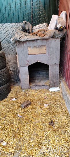 Будка на крупную собаку