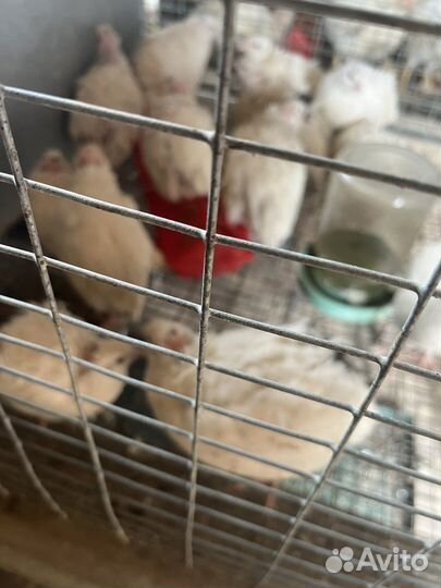 Перепела продажа