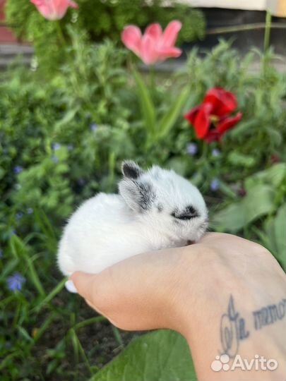 Декоративные крольчата 