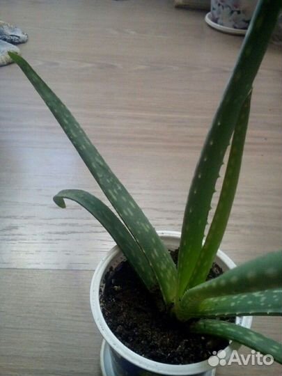 Алоэ цветы