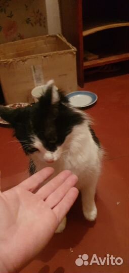 Кошечка ищет дом
