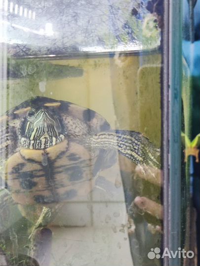Отдаю красноухую черепаху в добрые руки, бесплатно