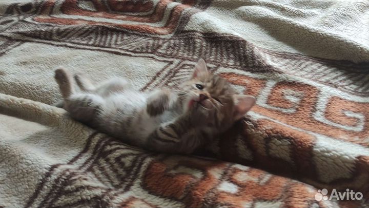 Кошки в добрые руки бесплатно