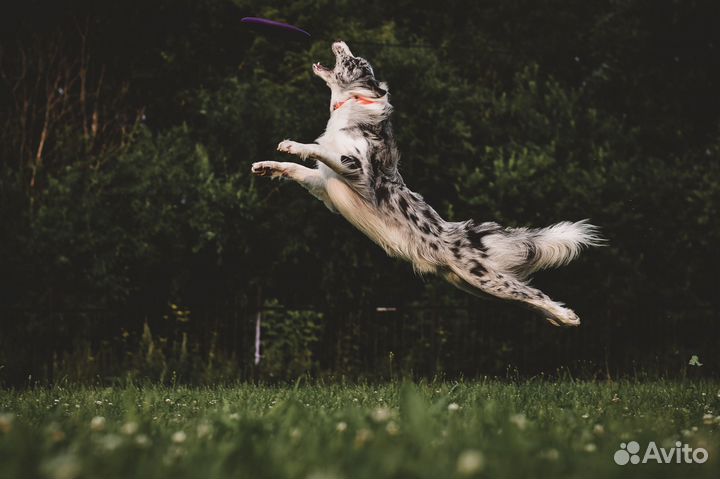 Кобель бордер колли для вязки