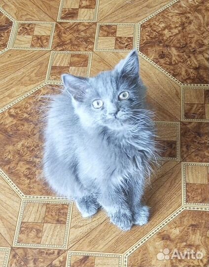 Серые котята в добрые руки в дар