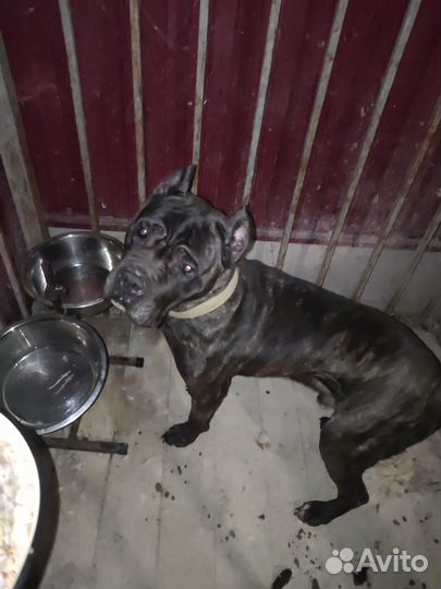 Кобель вязка кане корсо бесплатно