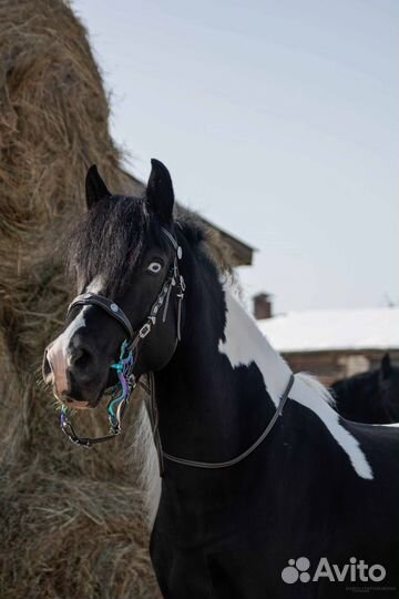 Два мерина 2020 и 2019 г.р