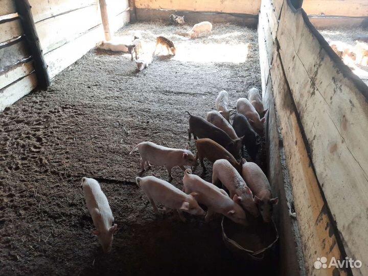 Поросята мангалица