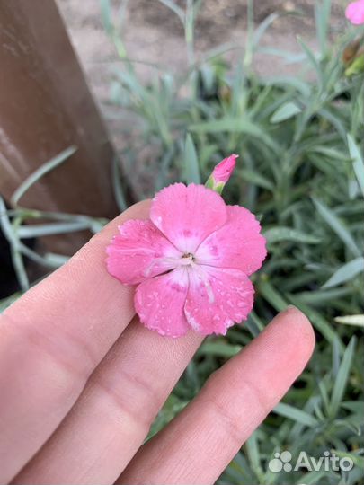 Гвоздика травянка