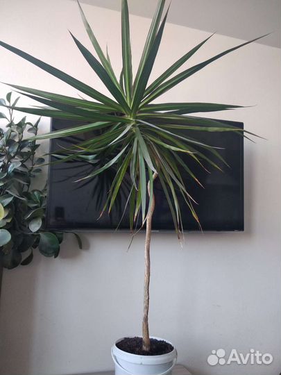 Пальма драцена
