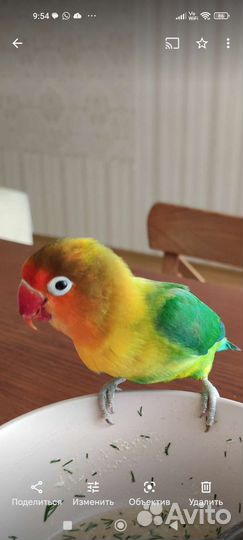 Попугай неразлучники с клеткой