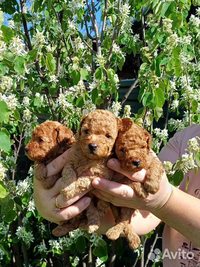 Щенки пуделя