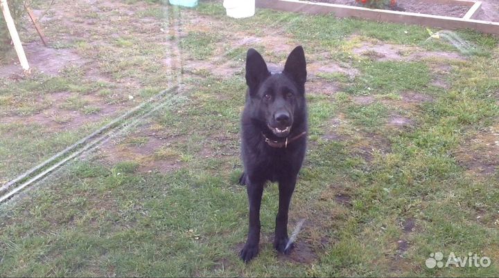 Немецкая овчарка