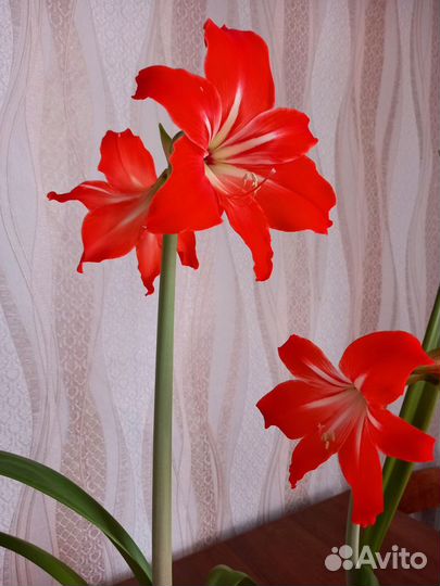 Гиппеаструм цветущий